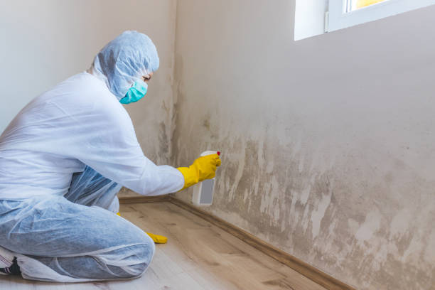 Licensed Mold Inspection service in Chester, IL - WQB Mold Removal
